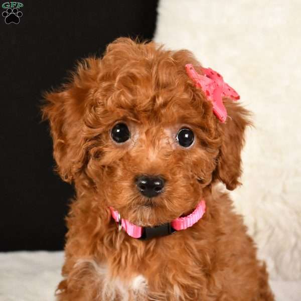 Jane, Toy Poodle Puppy